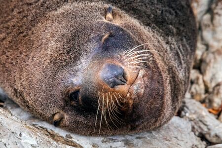 Cute Fur Seal of the Point Kean Colony in Kaikoura, New Zealand.の写真素材