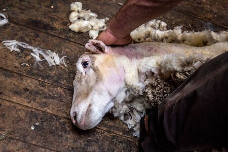 Sheep during shearing in Oamaru, New Zealand. Farm produce Merinos Wool.