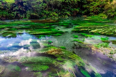Blue spring at The Redwoods in the Whakarewarewa Forest. Redwoods Treewalk Rotorua, New Zealandの写真素材