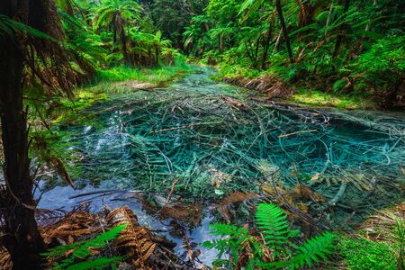 Blue pond at The Redwoods in the Whakarewarewa Forest. Redwoods Treewalk Rotorua, New Zealandの写真素材