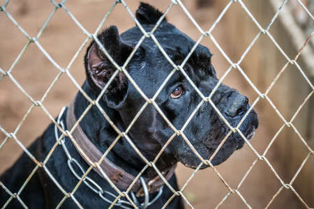 Rescued stray dog in dog care center behind the cage in Phuket, Thailand. Phuket, Thailand - March...