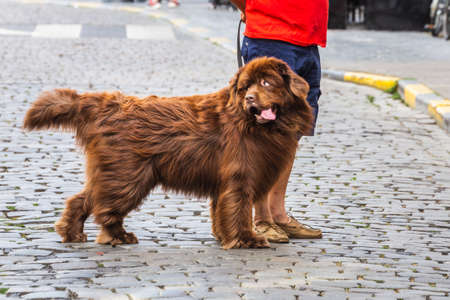 Big dog on the street. Gent, Belgium - July 29 2018.のeditorial素材
