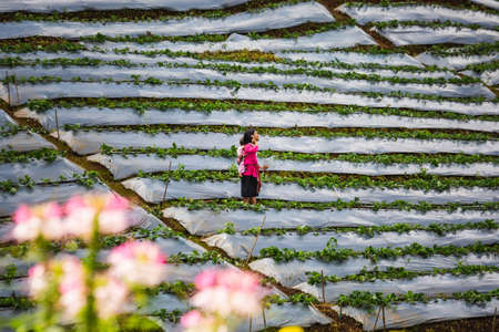 Girl with a baby in the field in Doi Inthanon national park. Chiang Mai, Thailand - November 11 2017.のeditorial素材