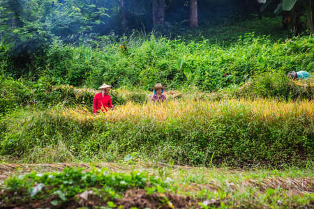 Two woman work in the field in Doi Inthanon national park. Chiang Mai, Thailand - November 12 2017.のeditorial素材