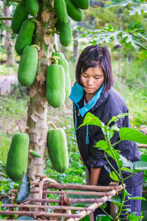 Local girl farming papayas. Chiang Mai, Thailand - November 12 2017.のeditorial素材