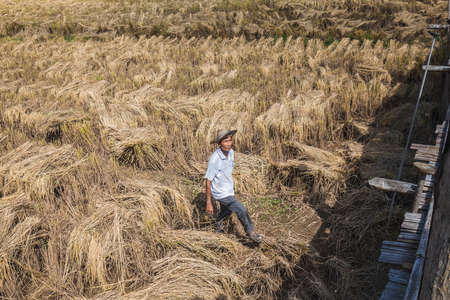 Rice farmer in the field. Chiang Mai, Thailand - November 12 2017.のeditorial素材