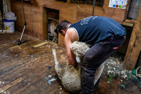 Sheep shearer during work in Oamaru, New Zealand. Farm produce Merinos Wool. Oamaru, New Zealand - January 08 2018.のeditorial素材