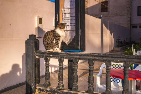 Cat at Essaouira port in Morocco. Essaouira, Morocco - April 14 2016.のeditorial素材