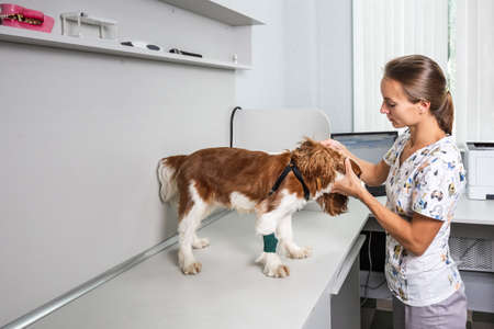 Veterinarian performs check up on a cute dog at the modern laboratory in Minsk, Belarus. Minsk,...