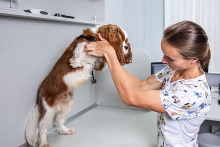 Veterinarian performs check up on a cute dog at the modern laboratory in Minsk, Belarus. Minsk, Belarus - July 21 2020.のeditorial素材