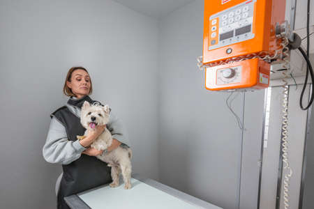 Veterinarian performs x-ray on a cute dog at the modern laboratory in Minsk, Belarus. Minsk, Belarus - July 21 2020.のeditorial素材