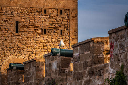Seagull at Essaouira port in Morocco. Shot after sunset at blue hour.の写真素材