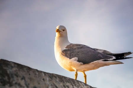 Seagull at Essaouira port in Morocco. Shot after sunset at blue hour.
