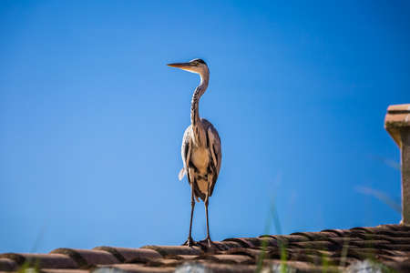 Cranes on the roof in Camargue, France.