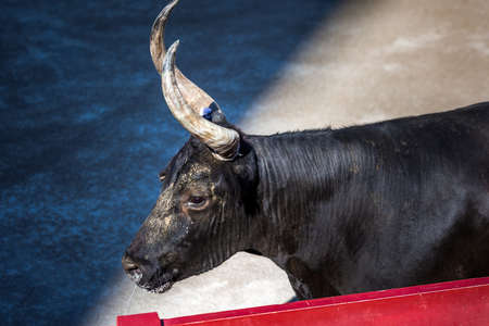 Furious bull in the arena at Arles, France.