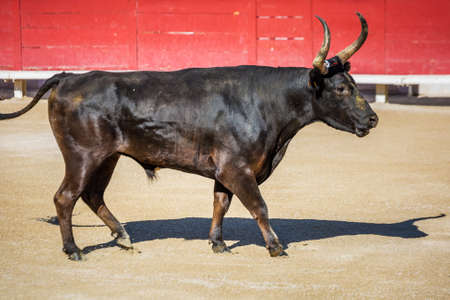 Furious Camargue bull in the arena at Arles, France.の写真素材