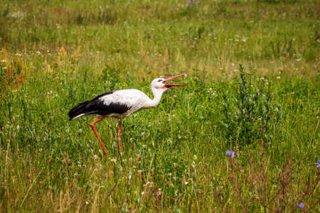 Belarus. Adult European White Stork Standing In Green Summer Grass. Wild Field Bird In Sunset Time.