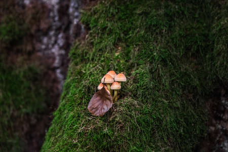 Mushrooms in the forest at Belovezhskaya Pushcha National Park, Belarus.の写真素材