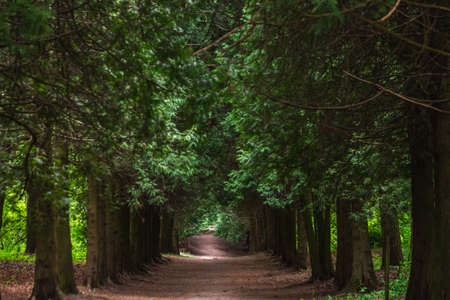 Tree alley in a botanical garden of the city of Minsk, Belarus. Spring in Minsk. Blooming lilacs and chestnuts. Walk in the city.の写真素材