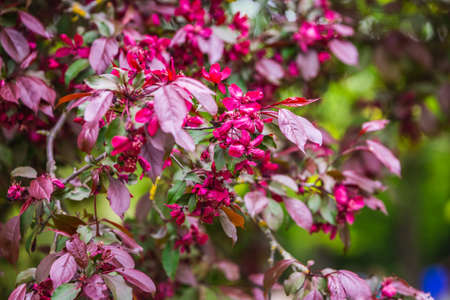The blossoming grade lilac in a botanical garden of the city of Minsk, Belarus. Spring in Minsk. Blooming lilacs and chestnuts. Walk in the city.の写真素材