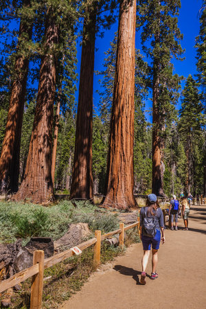 Tourists At The Trail With The Tall Forest Of Sequoias, Yosemite National Park, California. Yosemite Valley, USA - September 18, 2018.のeditorial素材