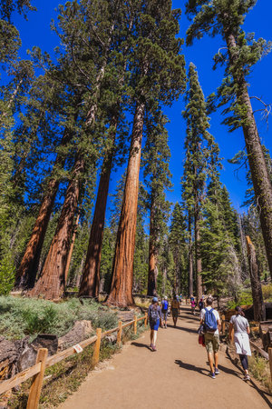 Tourists At The Trail With The Tall Forest Of Sequoias, Yosemite National Park, California. Yosemite Valley, USA - September 18, 2018.のeditorial素材