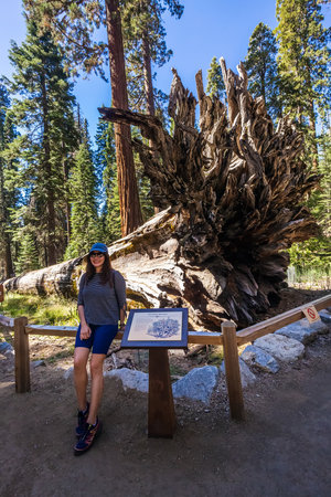 Tourists At The Trail With The Tall Forest Of Sequoias, Yosemite National Park, California. Yosemite Valley, USA - September 18, 2018.のeditorial素材