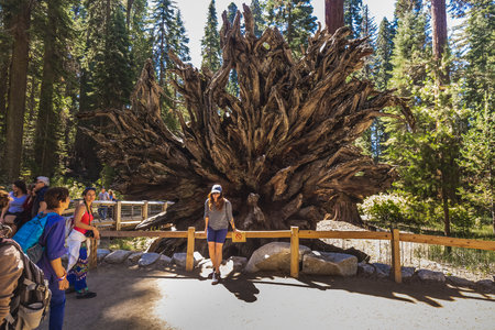 Tourists At The Trail With The Tall Forest Of Sequoias, Yosemite National Park, California. Yosemite Valley, USA - September 18, 2018.のeditorial素材
