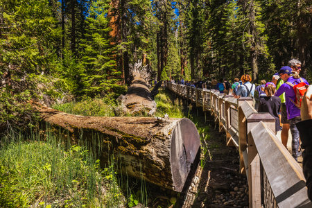 Tourists At The Trail With The Tall Forest Of Sequoias, Yosemite National Park, California. Yosemite Valley, USA - September 18, 2018.のeditorial素材