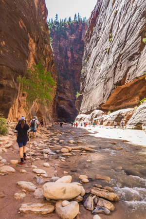 Hikers crossing river at the Zion Narrows, narrow of the Virgin River, steep faces of Zion Canyon, Zion National Park, Utah, USA. Springdale, USA - September 20, 2018.のeditorial素材