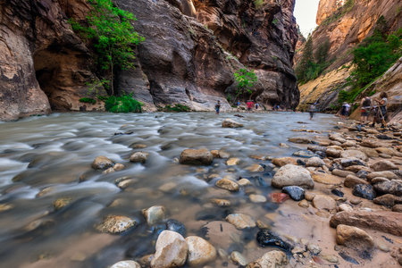Rough river crossing at the Zion Narrows, narrow of the Virgin River, steep faces of Zion Canyon, Zion National Park, Utah, USA. Springdale, USA - September 20, 2018.のeditorial素材