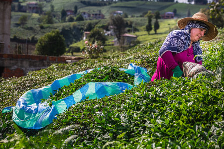 Tea harvest female workers near Karadeniz, Turkey. Endless nature with mountains and hills. Tea plantations and people harvesting crops in Rize, Turkey. Rize, Turkey - October 04 2020.のeditorial素材