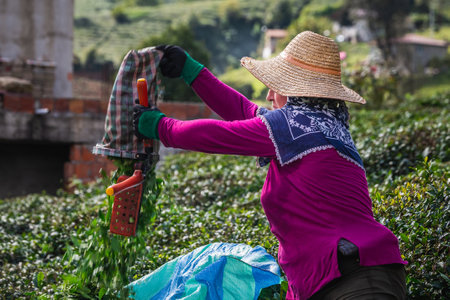 Tea harvest female workers near Karadeniz, Turkey. Endless nature with mountains and hills. Tea plantations and people harvesting crops in Rize, Turkey. Rize, Turkey - October 04 2020.のeditorial素材