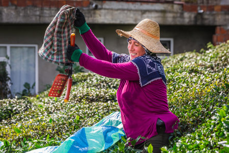 Tea harvest female workers near Karadeniz, Turkey. Endless nature with mountains and hills. Tea plantations and people harvesting crops in Rize, Turkey. Rize, Turkey - October 04 2020.のeditorial素材