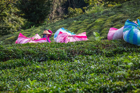 Tea harvest female workers near Karadeniz, Turkey. Endless nature with mountains and hills. Tea plantations and people harvesting crops in Rize, Turkey. Rize, Turkey - October 04 2020.のeditorial素材
