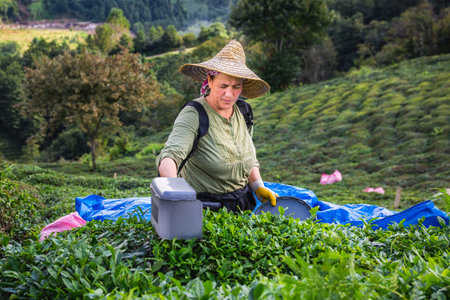 Tea harvest female workers near Karadeniz, Turkey. Endless nature with mountains and hills. Tea plantations and people harvesting crops in Rize, Turkey. Rize, Turkey - October 04 2020.のeditorial素材