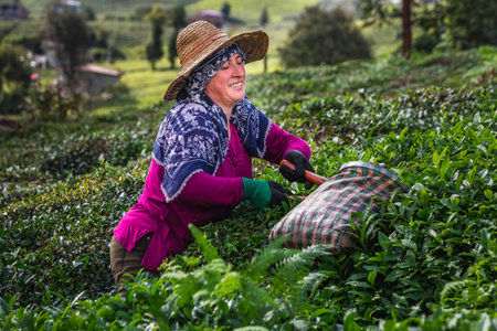 Tea harvest female workers near Karadeniz, Turkey. Endless nature with mountains and hills. Tea plantations and people harvesting crops in Rize, Turkey. Rize, Turkey - October 04 2020.のeditorial素材
