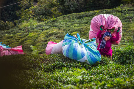 Tea harvest female workers near Karadeniz, Turkey. Endless nature with mountains and hills. Tea plantations and people harvesting crops in Rize, Turkey. Rize, Turkey - October 04 2020.のeditorial素材
