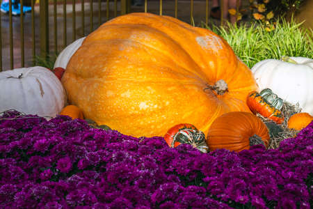 Thanksgiving day decorations in Las Vegasの写真素材