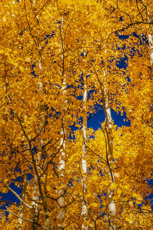 Aspen tree leavesの写真素材