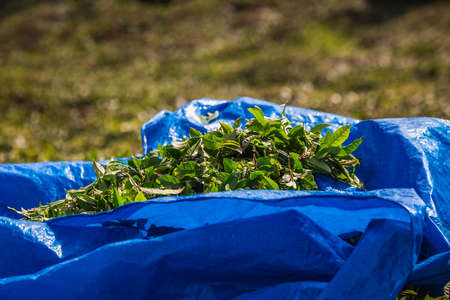 Rize tea plantationsの写真素材