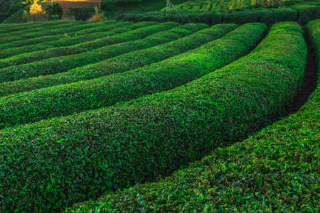 Tea plantations near Rize in Turkey editorialの写真素材