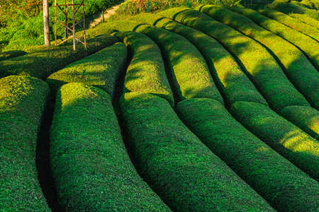 Tea plantations near Rize in Turkey editorialの写真素材