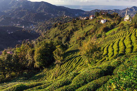 Tea plantations near Rize in Turkey editorialの写真素材