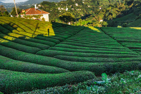 Tea plantations near Rize in Turkey editorialの写真素材