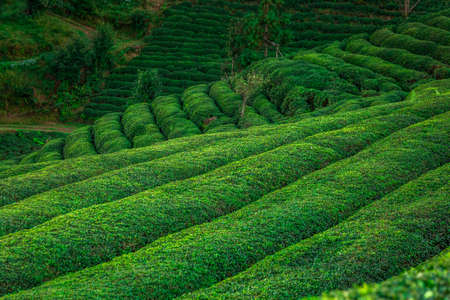 Tea plantations near Rize in Turkey editorialの写真素材