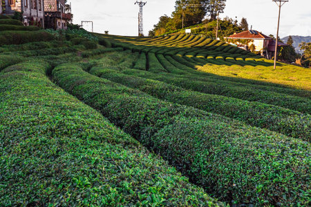 Tea plantations near Rize in Turkey editorialの写真素材