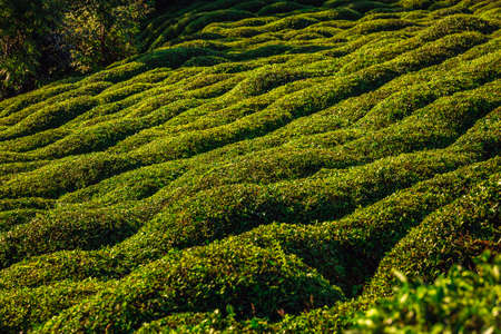 Tea plantations near Rize in Turkey editorialの写真素材