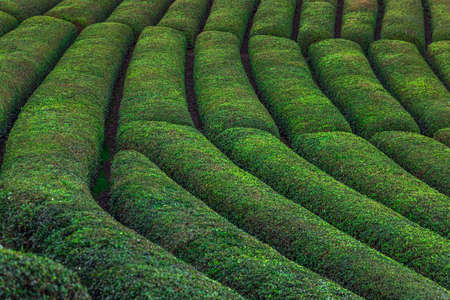 Tea plantations near Rize in Turkey editorialの写真素材