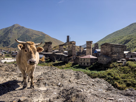 A cow standing in the foreground of a traditional Ushguli village, with medieval stone towers and mountainous landscapes in the background, capturing rural life in Georgia.の写真素材
